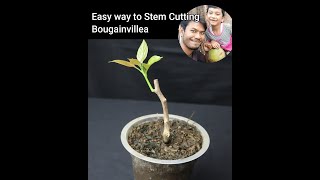 Easy way to Stem Cutting Bougainvillea