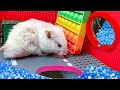 😱 Hamster Escape Maze - Hamster Cute pets Maze #hamsterescape #mazediytraps #353