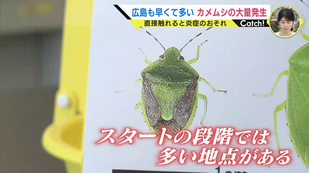 Stink bugs are 