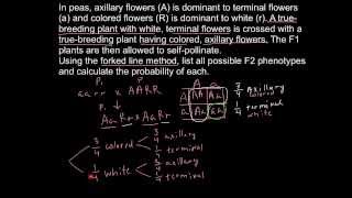 How to solve genetics problems with forked line method