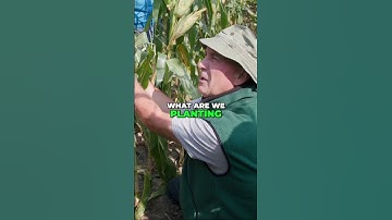 Root Depth vs. Corn Yield