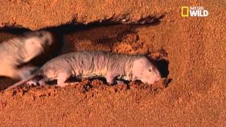 Duree De Vie Du Rat Taupe Nu Plus De 30 Ans Youtube Duree De Vie Du Rat Taupe Nu Plus De 30 Ans Youtube