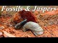 Fiery Jaspers and Jurassic Fossils! Hunting for and Slabbing Red and Orange Mountain Jaspers!