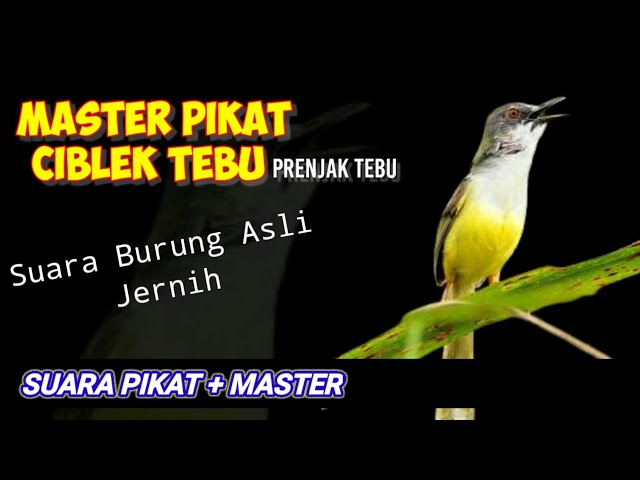 CIBLEK TEBU // Suara Pikat dan Master class=