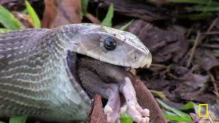 World's Deadliest: Ninjas, Territory Clashes, & Transformers | MEGA EPISODE | Nat Geo Animals