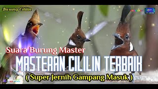 MASTERAN *CILILIN* TERBAIK,SUPER JERNIH GAMPANG MASUK, SUARA GURU VOKAL BURUNG CILILIN-BURUNG MASTER screenshot 3