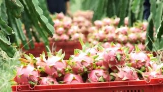 Dragon Fruit Farming, Harvest Fruit & Product Process In Vietnam || Modern Agriculture Technology