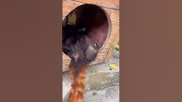 Lying down to sleep in the house😓#shorts  #cute #cuteanimals #cutepanda #lovely #zoo #love #redpanda