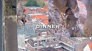 #253Falcon Nest ❻ Slechtvalken Nestkast Onze Lieve Vrouwe Toren Amersfoort