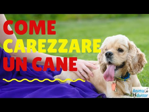 COME ACCAREZZARE UN CANE