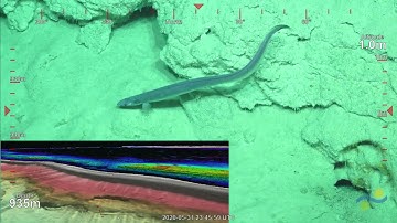 ROV SuBastian Dive 364 - Diamond Islets, Queensland Plateau, Australia - FK200429