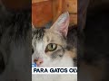 Conoce un peculiar refugio para gatitos en Nuevo León