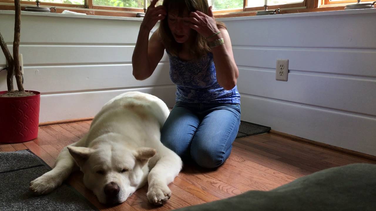 Akita Dog Bonds with Owner 9_11_16 kumason.com - YouTube
