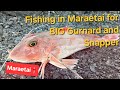 Fishing in Maraetai for BIG Gurnard and Snapper!
