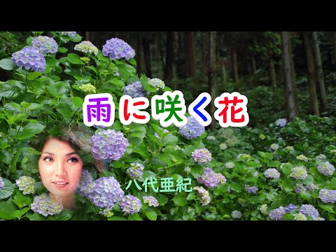 雨に咲く花　宴　八代亜紀