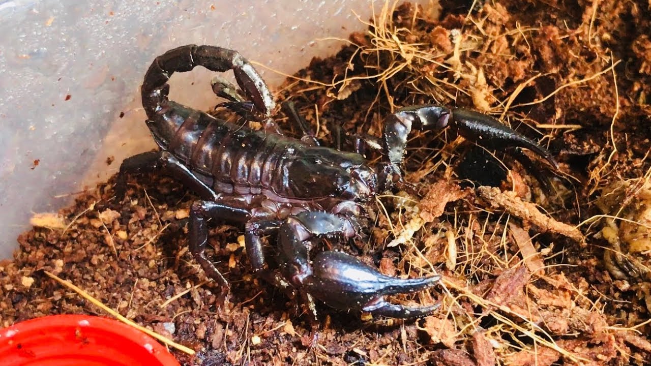 REQUEST VIDEO Heterometrus Spinifer ( Asian Forest Scorpion ), Heterometrus...
