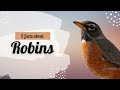 FIVE facts about everyone's favourite symbol of spring: Robins!