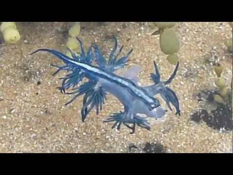 Dancing Glaucus Atlanticus (Blue Dragon) Nudibranch - AUSTRALIA P1080004.MP4