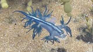 Dancing Glaucus Atlanticus (Blue Dragon) Nudibranch  AUSTRALIA P1080004.MP4