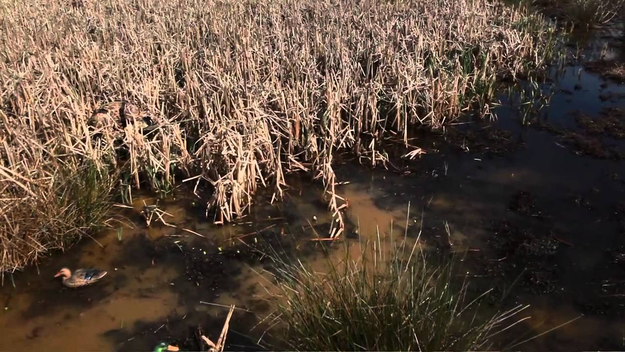 Max 5 Camo >> Muddy Water Camo Commercial - YouTube Max 5 Camo >> Muddy Water Camo Commercial - YouTube