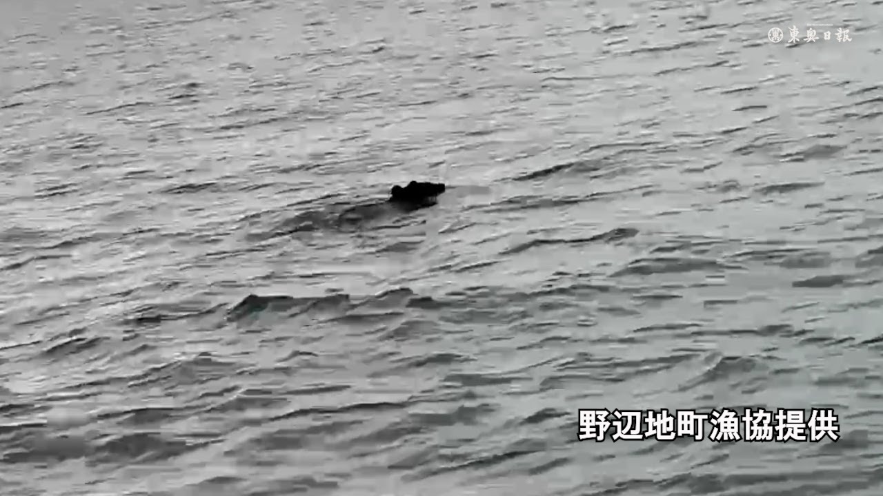 海泳ぐクマ発見／青森県・野辺地沖の陸奥湾 - YouTube