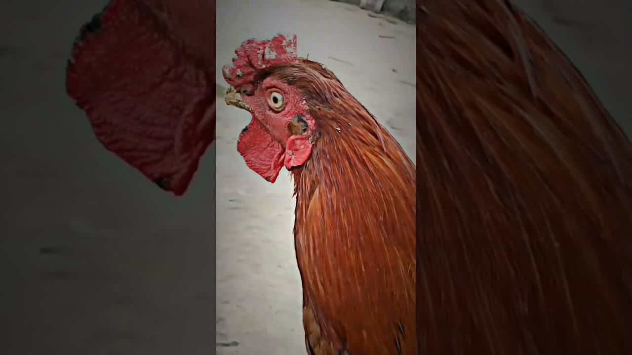 aseel murga Brand 😈😈