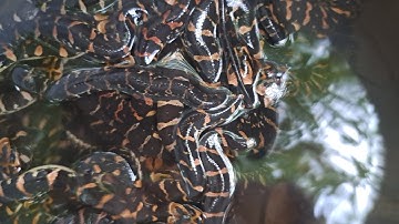 Lý do rắn ri cá con bắt về không ăn mồi 