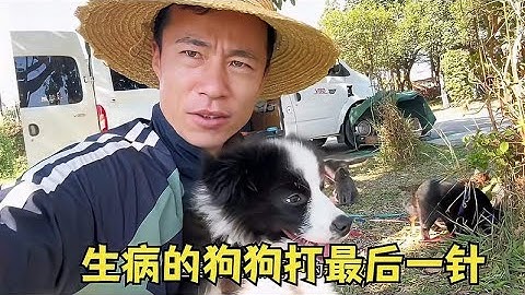 2人车5猫1狗自驾旅行，团队添了个新成员小吉祥，今天打最后一针