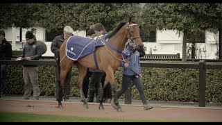 The Arqana December Sale screenshot 3