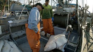 Direct Market Halibut  Weigh and Offload our Catch!