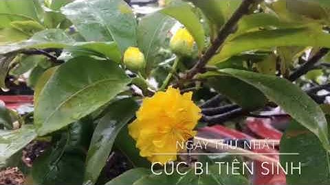 Cúc bi tiên sinh