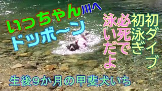 甲斐犬いち、初ライフジャケット！川で初ダイブと初犬かき上手！！