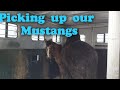Picking up the Mustangs, not what we expected!!