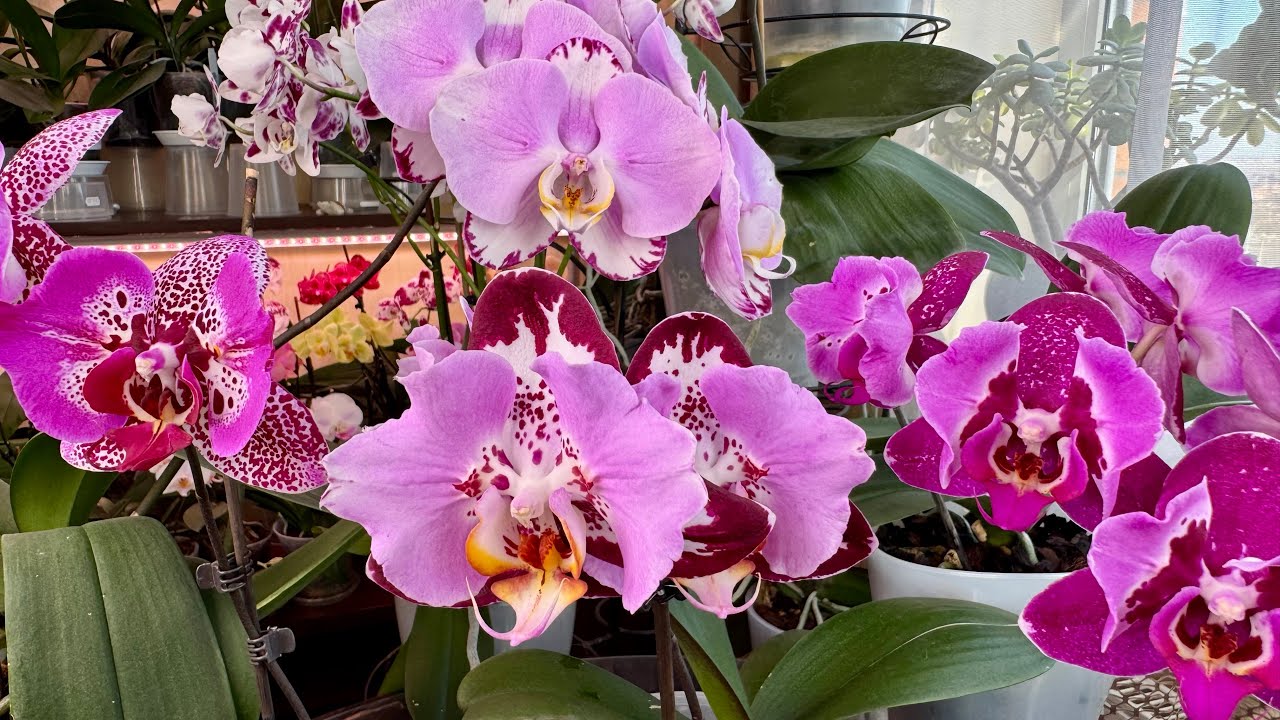 Орхидеи бабочки  ! Блек Пиано, Арт Нуво, Салли , Вуллу Кейшен