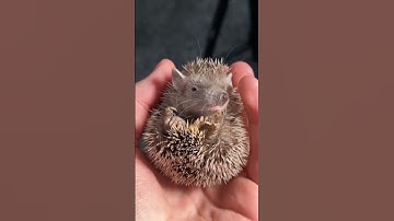 Kyle Thomas 💙 this is a REAL animal 😎 #kylethomas #shorts