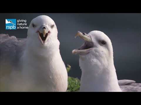 Video: Ce tip de pasăre este un fulmar?