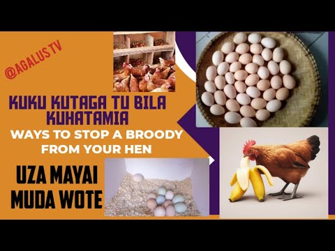 MBINU 5 ZA KUMFANYA KUKU ASIHATAMIE MAYAI Ways To Stop A Broody Hen