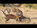 Males Fight Over Leopardess, She Breaks It Up!