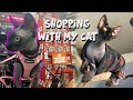 Taking my hairless cat shopping  jake steele