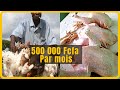 Comment bien vendre les poulets de chair