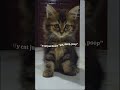 Introducing my cutie Lil cat to you 🐱 #cat #pets #petlover #cutiepie #kucing #kucinglucu #kucingimut