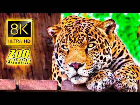 Visit to the Zoo in 8K ULTRA HD / An Amazing Zoo Trip