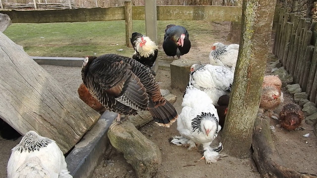 七面鳥のぬいぐるみオオバコのラザニア レシピ