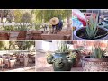 Garden Update (Succulents, Herb Garden & Grass)