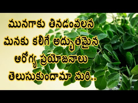 Munagaku Benefits in Telugu | Drumstick Leaves Benefits | Moringa