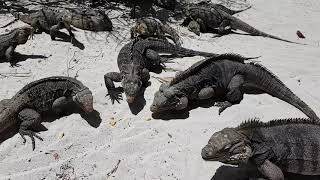 Iguanas en Cayo Iguana (Cuba)