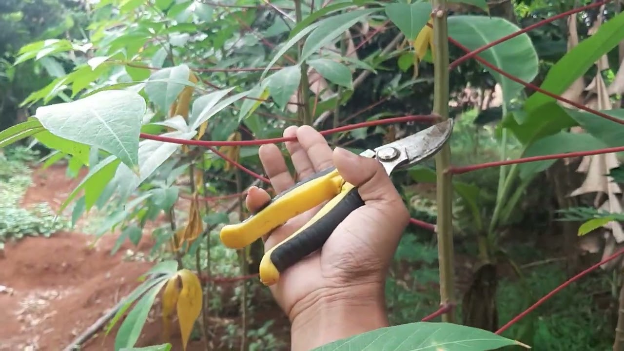 LEBIH MENGENAL VARIETAS SINGKONG