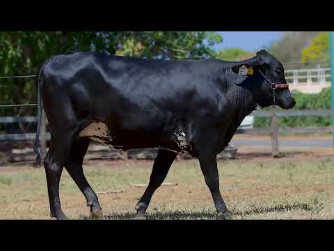 Lote 19 - 1323CF