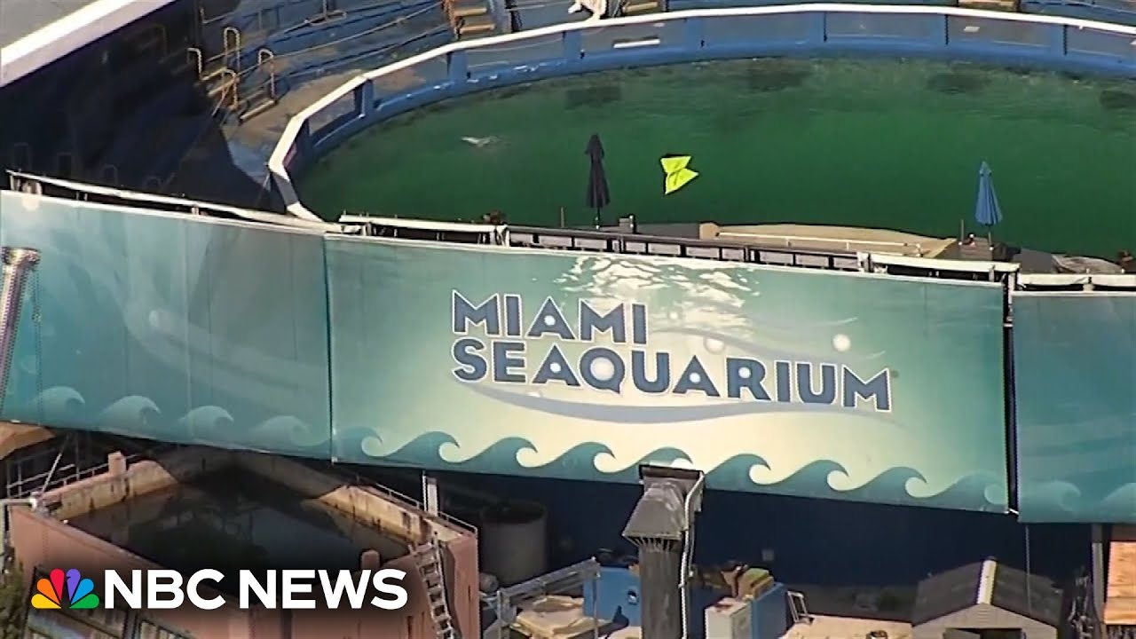 Miami terminates lease with Seaquarium after questions of animal safety