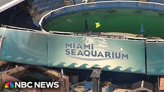 Miami terminates lease with Seaquarium after questions of animal safety